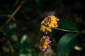 Lantana camara, West Indian Lantana Flower blooming in the garden. Umbelanterna, wild sage, red sage, white sage, tick berry Royalty Free Stock Photo