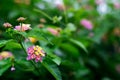 Lantana camera colorful umbel inflorescence of flowers on the plant with selective focus and copy space