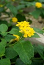 Lantana camera flower in nature garden