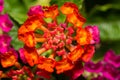 Lantana