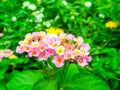 Lantana colorful bloom in the garden has green leaf