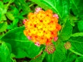 Lantana colorful bloom in garden in summer