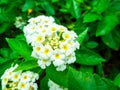 Lantana colorful bloom in garden in summer