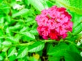 Lantana colorful bloom in the garden in summer