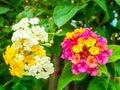 lantana colorful white yellow magenta tone beauty flower Royalty Free Stock Photo