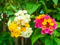 lantana colorful white yellow magenta tone beauty flower Royalty Free Stock Photo