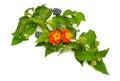 Lantana, common names are shrub verbenas or lantanas. Isolated Royalty Free Stock Photo