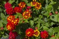 Lantana in Different Stages of Bloom