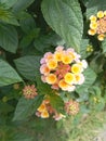 Lantana dual color is a type of shrub with a height of up to 2 meters, favored by butterflies and bees Royalty Free Stock Photo