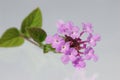 Lantana flower