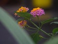Lantana flower blooming in the color purple and yellow.