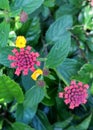 Lantana flower colorful small tropical flowers