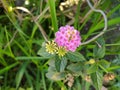 Lantana flower grow in road side