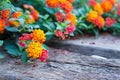 Lantana flower on wood ground