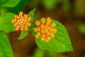 Lantana flowering buds orange color