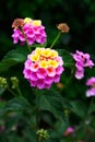 Lantana flowers