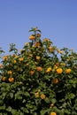 Lantana Flowers