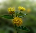 Lantana flowers on blurred nature background, banner Royalty Free Stock Photo