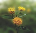 Lantana flowers on blurred nature background, banner Royalty Free Stock Photo