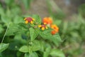 Lantana flowers