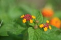 Lantana flowers