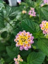 Lantana flowers with pink and yellow Royalty Free Stock Photo