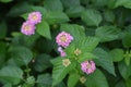 Lantana flowers