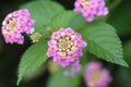 Lantana flowers