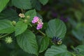 Lantana flowers