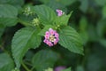 Lantana flowers