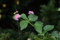 Lantana flowers