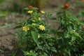 Lantana flowers