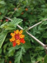 lantana flowers are very small multicolure flowers