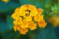 Lantana, Golden Spreader