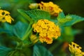 Lantana, Golden Spreader