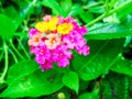 Lantana light pink magenta yellow water drop on flower Royalty Free Stock Photo