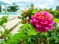 lantana little beauty magenta yellow flower bloom Royalty Free Stock Photo