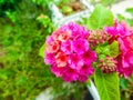 lantana little beauty magenta yellow flower bloom Royalty Free Stock Photo