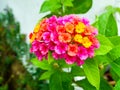 lantana little beauty magenta yellow flower bloom Royalty Free Stock Photo