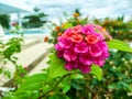 Lantana little beauty magenta yellow flower bloom Royalty Free Stock Photo