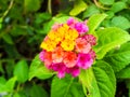 lantana magenta yellow colorful tone beauty flower Royalty Free Stock Photo