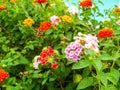 lantana magenta yellow orange colorful tone beauty flower and sw Royalty Free Stock Photo