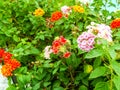 lantana magenta yellow orange colorful tone beauty flower and sw Royalty Free Stock Photo