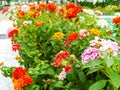 lantana magenta yellow orange colorful tone beauty flower and sw Royalty Free Stock Photo