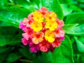 Lantana mix light pink magenta yellow water drop flower Royalty Free Stock Photo