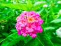 Lantana mix yellow magenta and little water drop Royalty Free Stock Photo