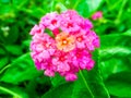 Lantana mix yellow magenta and little water drop Royalty Free Stock Photo