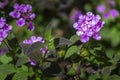 Lantana montevidensis close up background flower detail, a species of flowering plant within the Verbenaceae family.