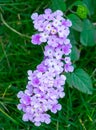 Lantana montevidensis flower