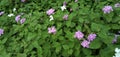 Lantana montevidensis pink and yellow Garden flower